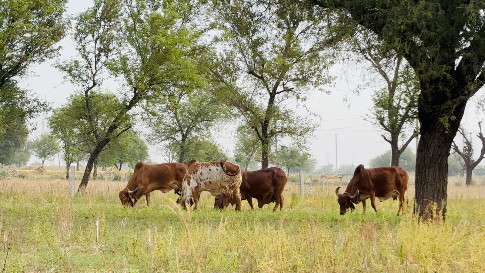 Happy Animals, Healthy Milk