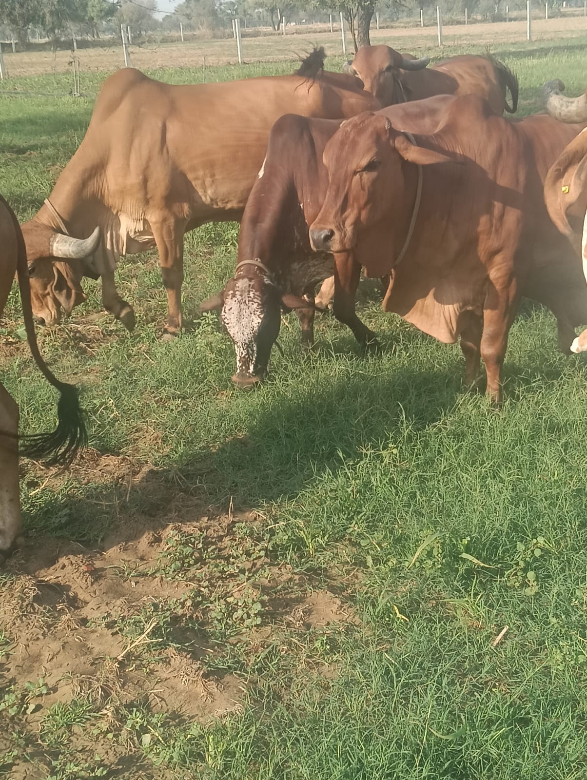 Single farm milk