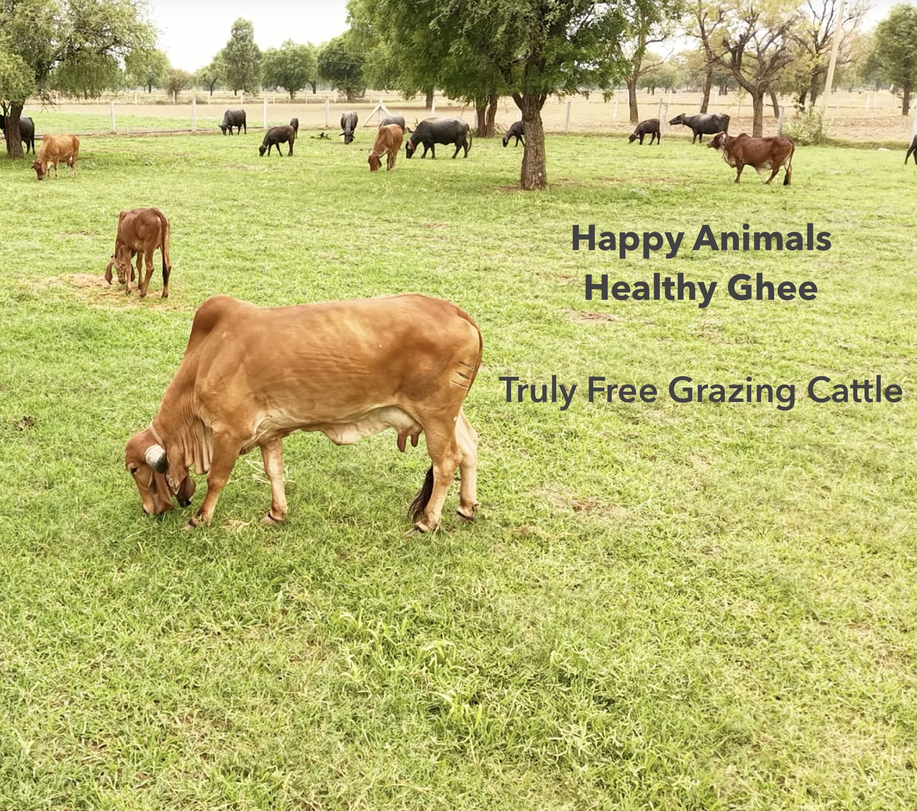 A2 Cow Ghee — 1 litre — image 3